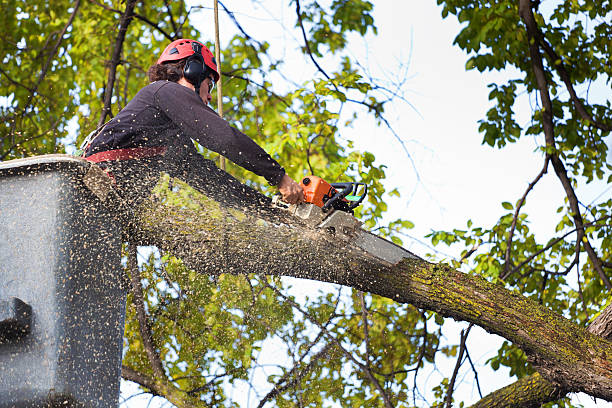 Best Emergency Tree Service  in California, MD